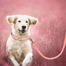 Leather Personalized Dog Collar Leash Custom Pet Name ID Collar Free Engraving