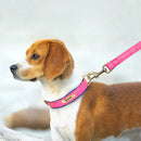 Leather Personalized Dog Collar Leash Custom Pet Name ID Collar Free Engraving